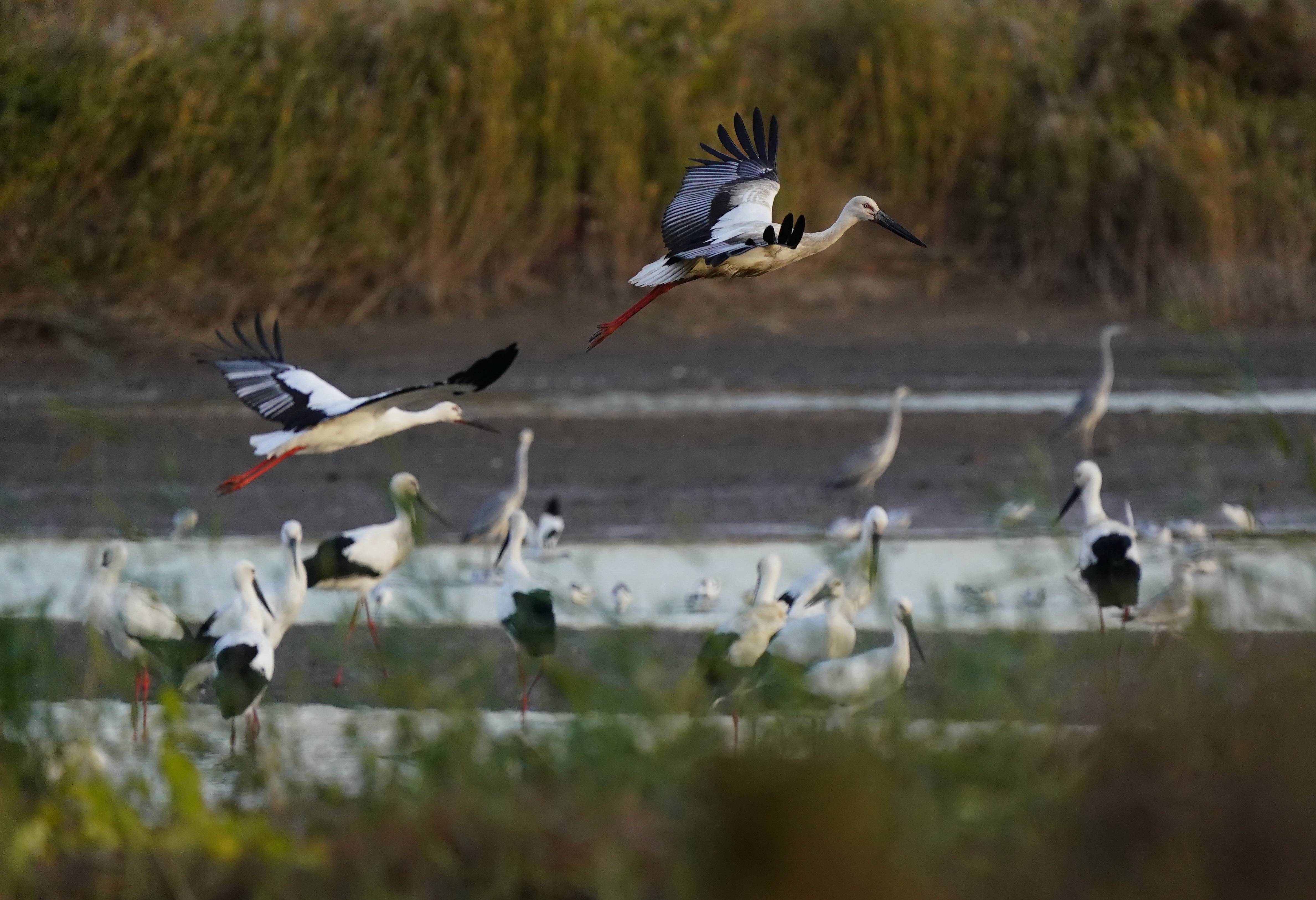曹妃甸湿地:东方白鹳舞翩跹