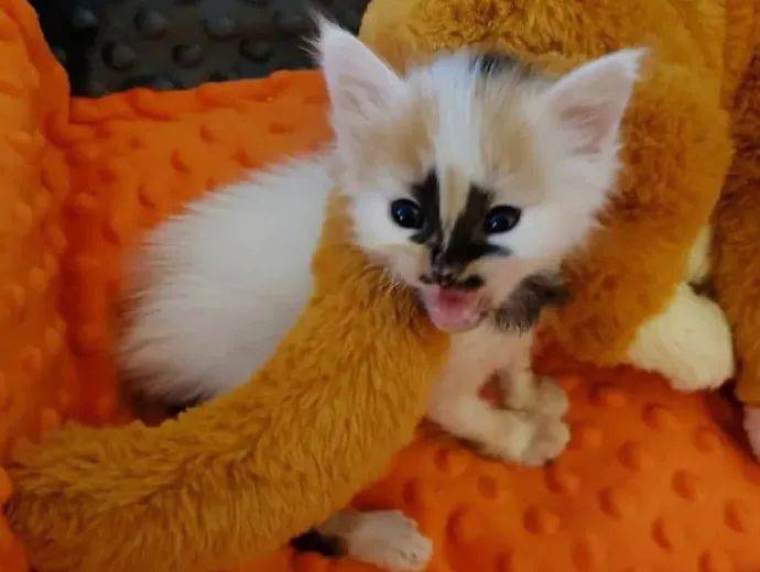 铲屎官家的小奶猫,脸上的花纹太好认了