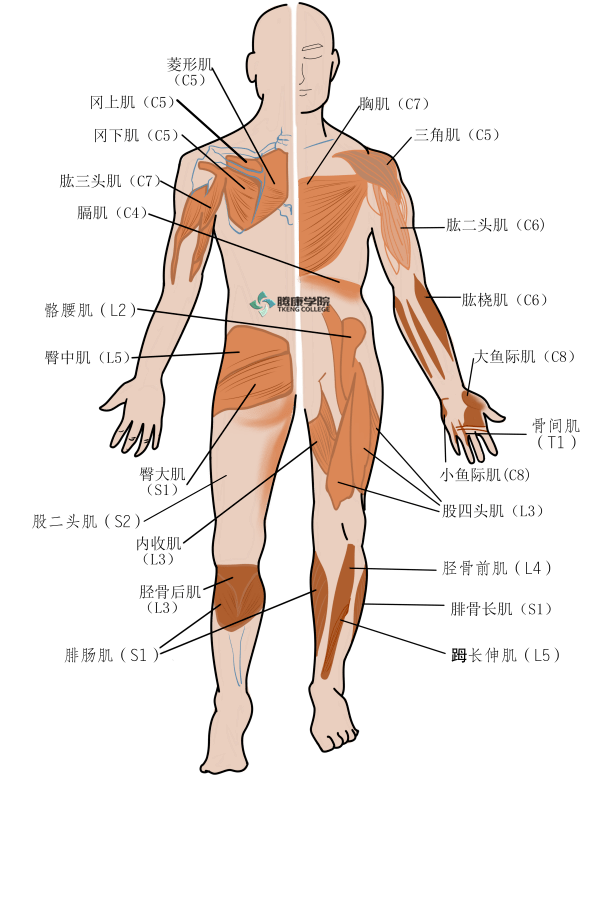 (2)骨节骨节是指同一脊神经根支配的深层组织(骨膜,筋膜,韧带和关节囊