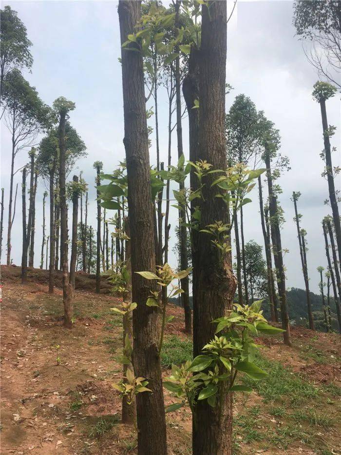 宜宾浑身是宝的摇钱树待开发的油樟