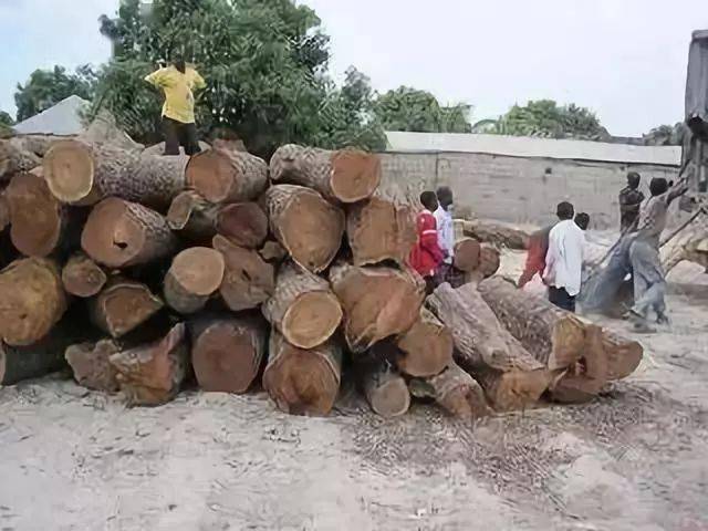 不是所有的非洲花梨木都叫"刺猬紫檀"!_手机搜狐网