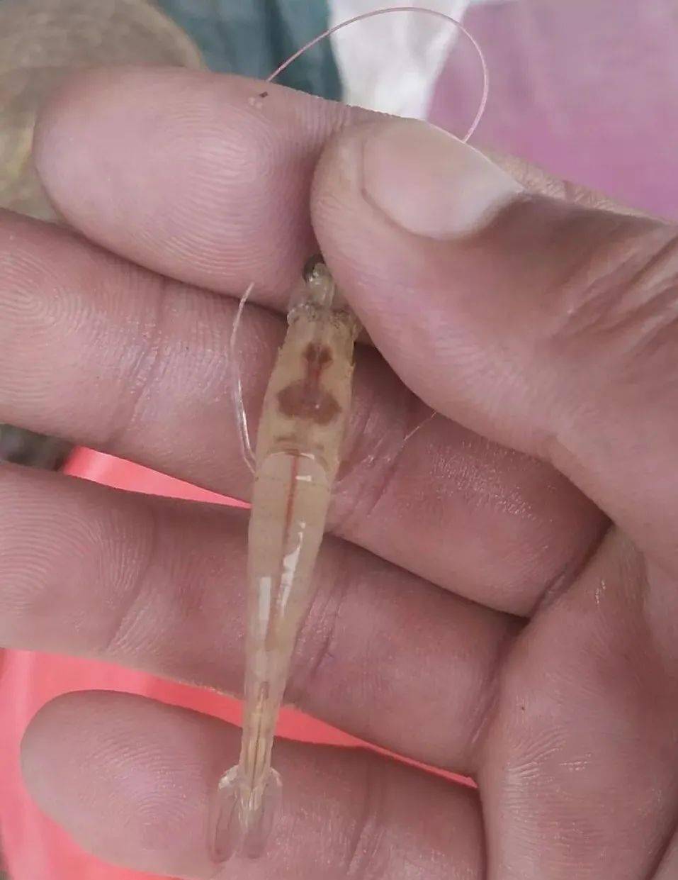 南美白对虾肠炎的原因,性状以及防治!_手机搜狐网