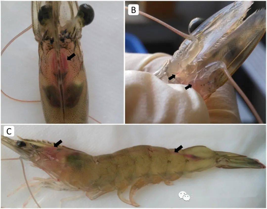 虾病毒疾病研究,有新突破!它,是病毒复制的重要目标器官!