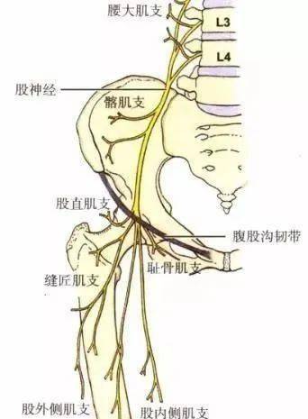 生殖股神经支配范围图片