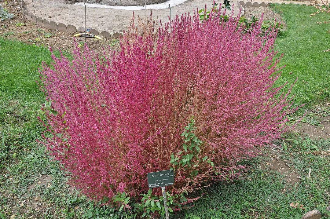 你知道吗扫帚可是从地里长出来的