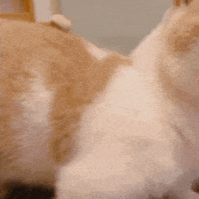 历史回顾网红猫咪小短腿猫咪凸凸表情包二