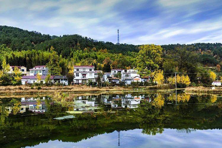 最美银杏之乡竟在金寨这个乡镇