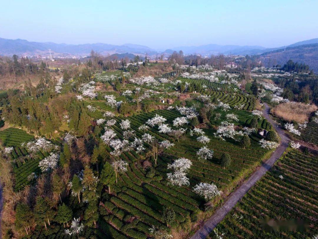 3月21日,空中俯瞰福泉市陸坪鎮福興村茶葉種植基地(無人機拍攝).