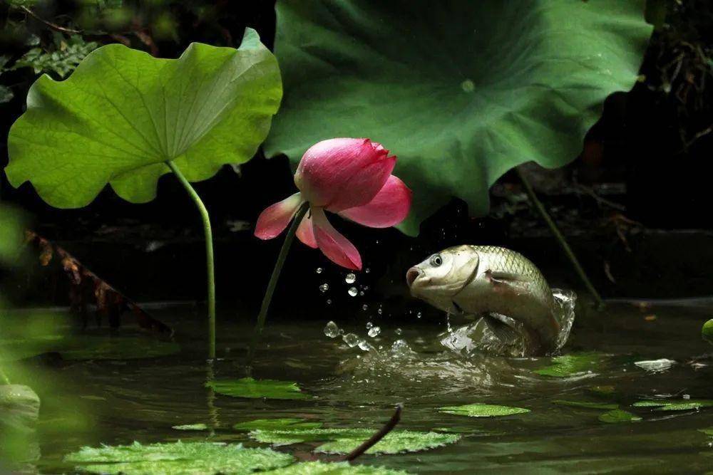 江心花岛"荷塘鱼欢"美如画!