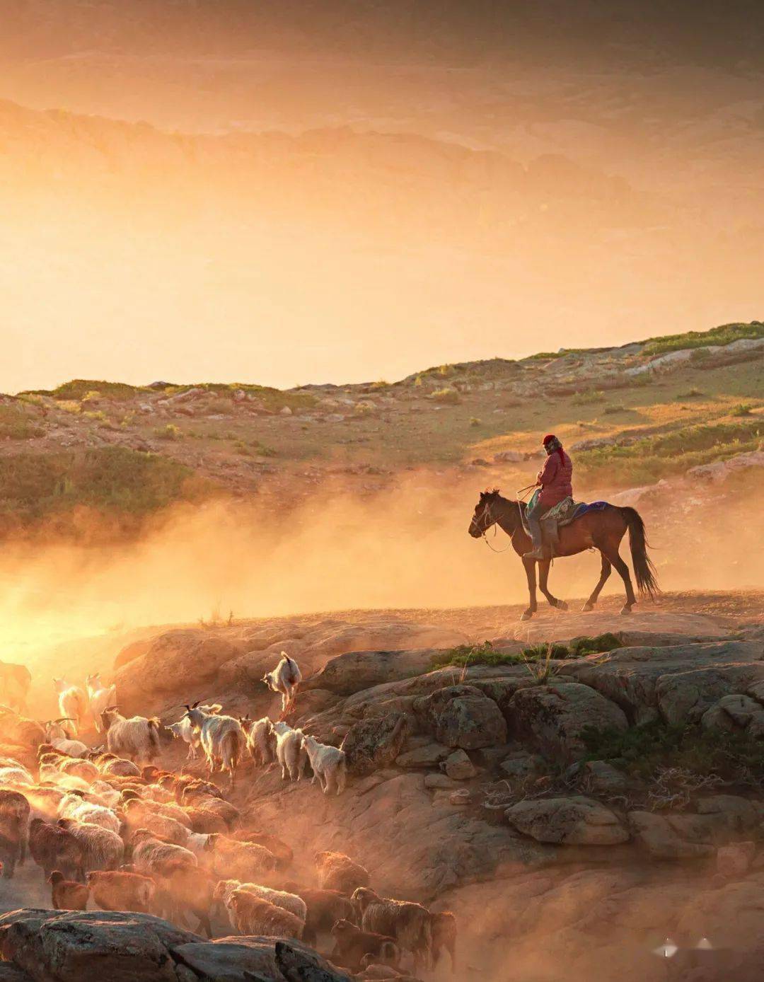 牧羊人的可可托海