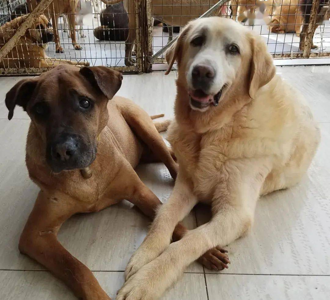 十年田园犬老友去世,拉拉三周后同时刻也走了:老伙计,等等我.