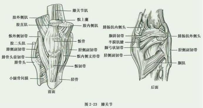 附病例王海东主任应用针刀治疗膝关节疼痛定点定位及治疗经验详解