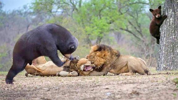 猛兽界强者的殊死搏斗黑熊大战狮子
