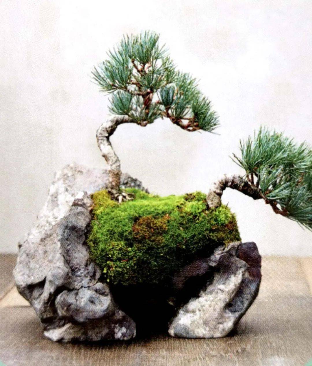 岩石与树枝一步步完美契合叹服附石盆景的魅力无人能挡