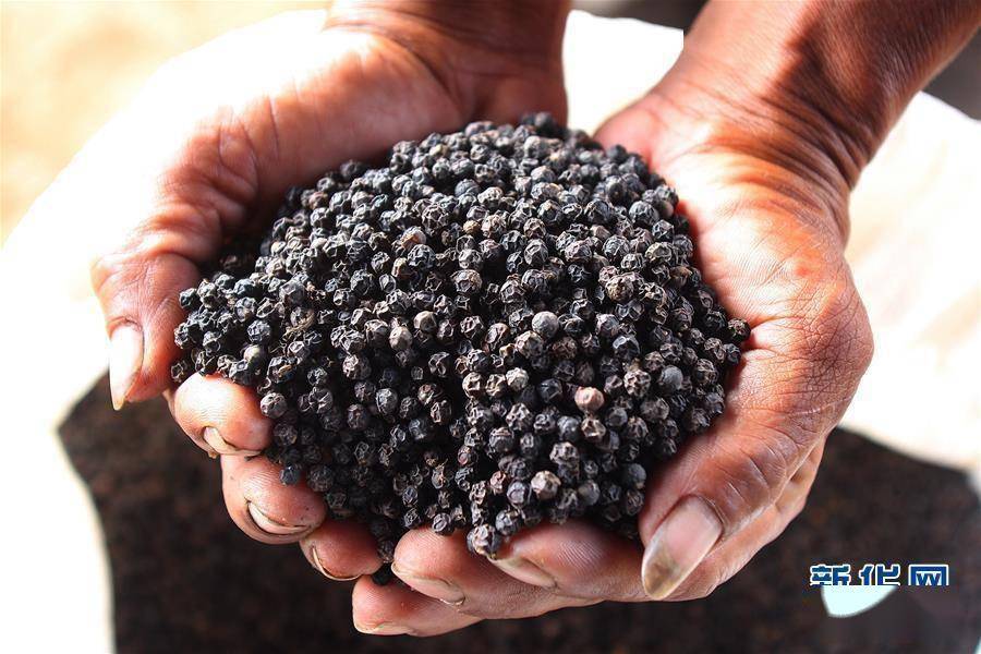 柬埔寨贡布胡椒希望走上中国餐桌