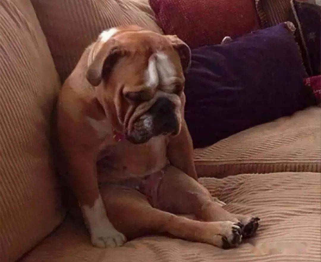 狗狗犯错之后,常见的6种反应,就像小孩子一样_主人