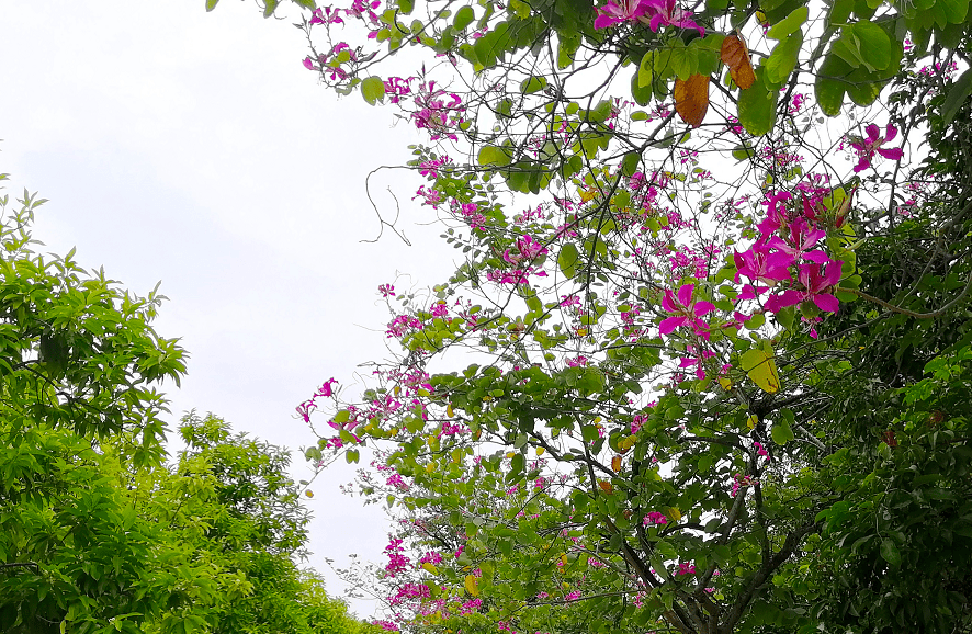 红花紫荆花期图片