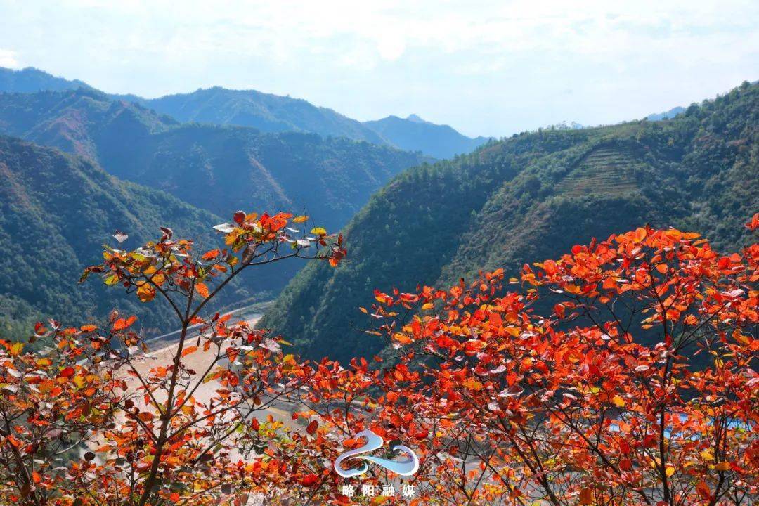 航拍略阳漫山红叶每一眼都惊艳