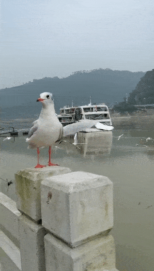 宜宾合江门又火爆了上百只海鸥盘旋三江游船再次启航