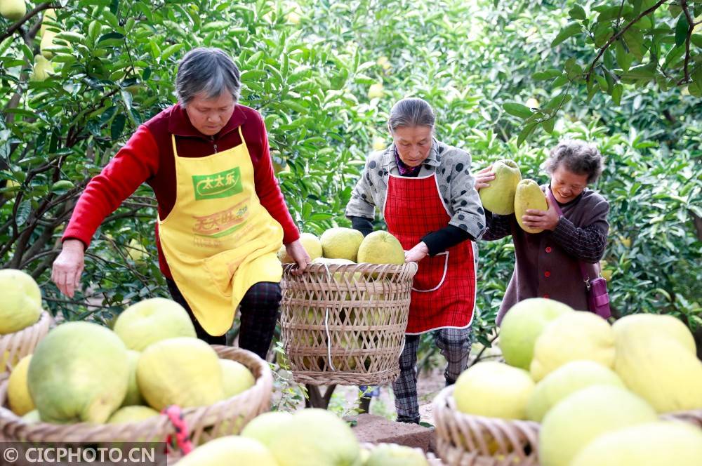 四川省广安市广安区龙安乡群策村的果农在抬运刚采摘的龙安柚