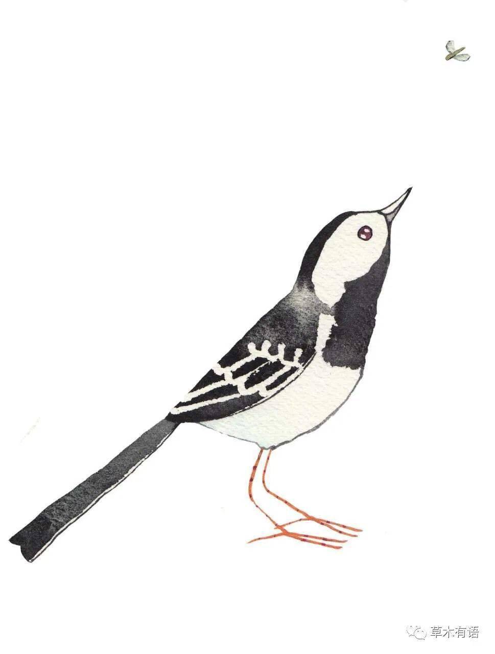 白鹡鸰所以,尽管比较浅显,但是这是一本可以让你不时拿出来翻看的书.