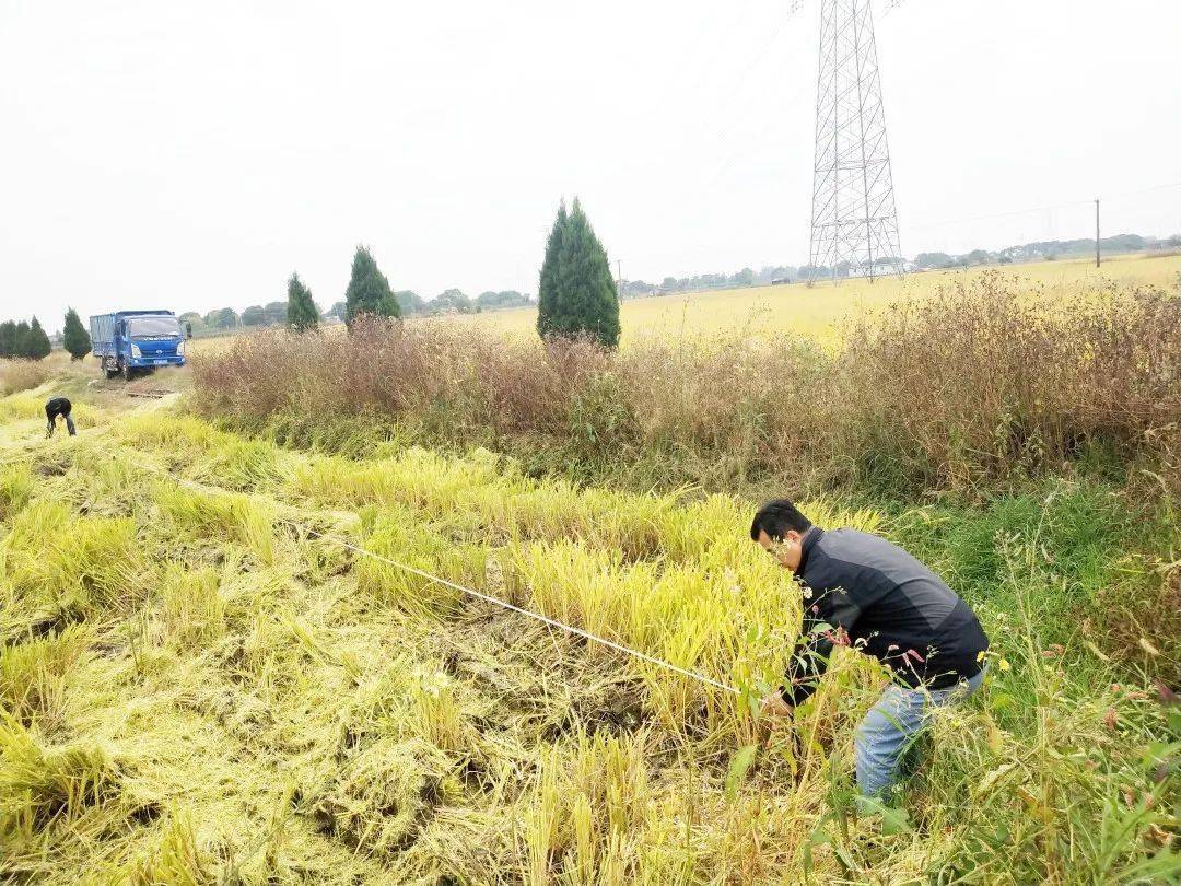 南浔区练市镇严家圩村的2020年浙江省水稻绿色高产高效创建千亩示范片