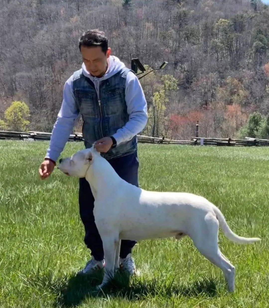 阿根廷杜高犬于