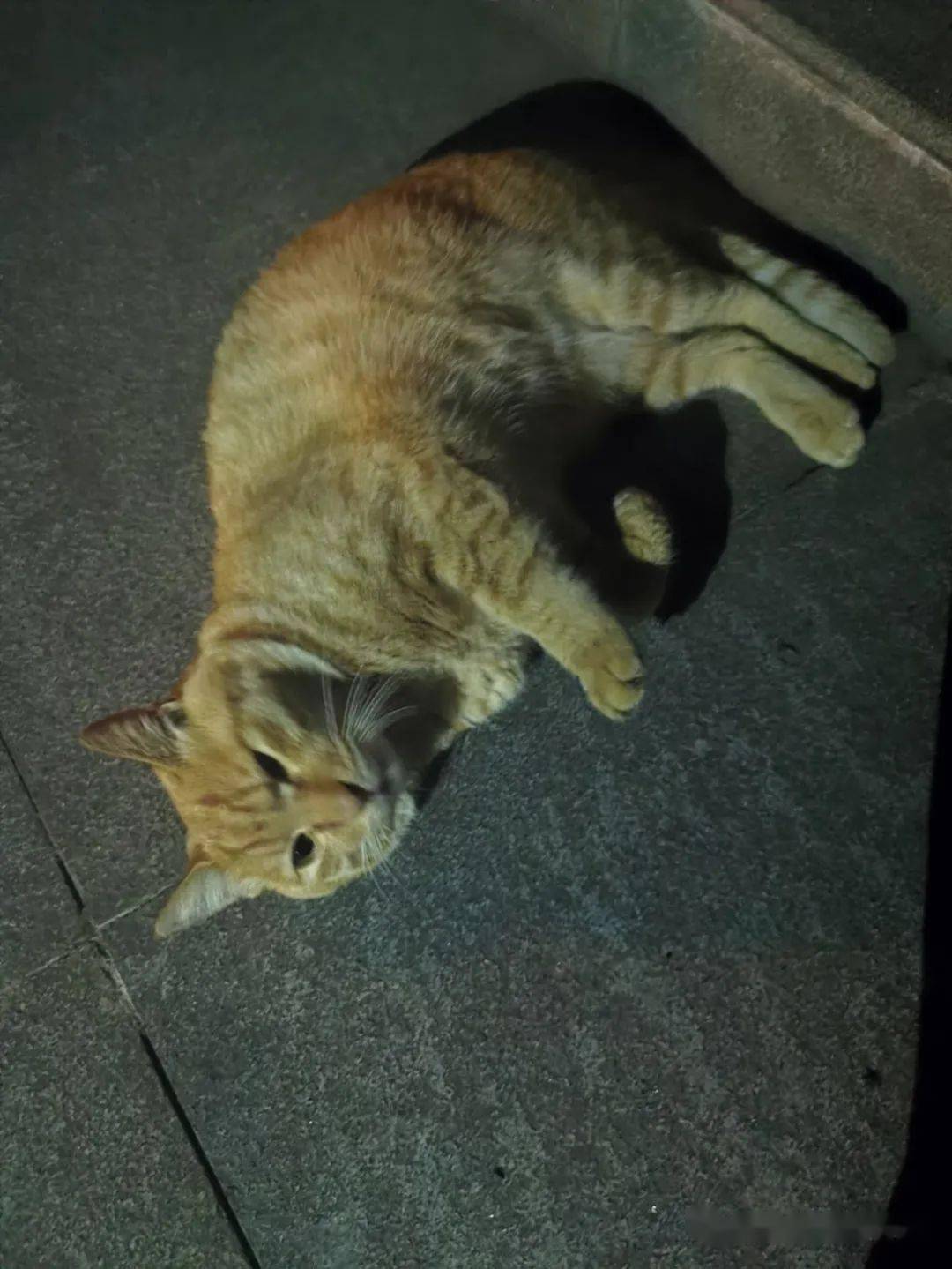 东猫讲真天猫没有我们可爱