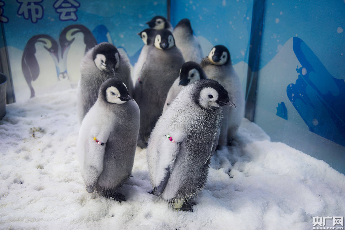萌翻众人!十只新生帝企鹅"宝宝"排队做"体检"