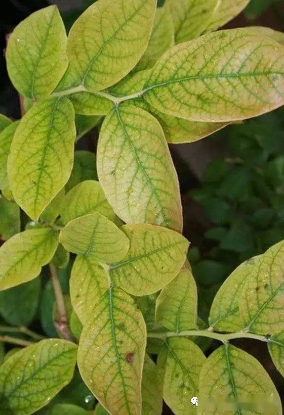 经典收藏蓝莓最全缺素症状图解