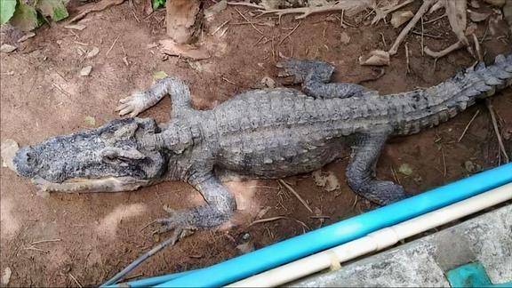 动物园惊现骷髅鳄鱼瘦骨嶙峋不吃肉专家都是人类搞的鬼