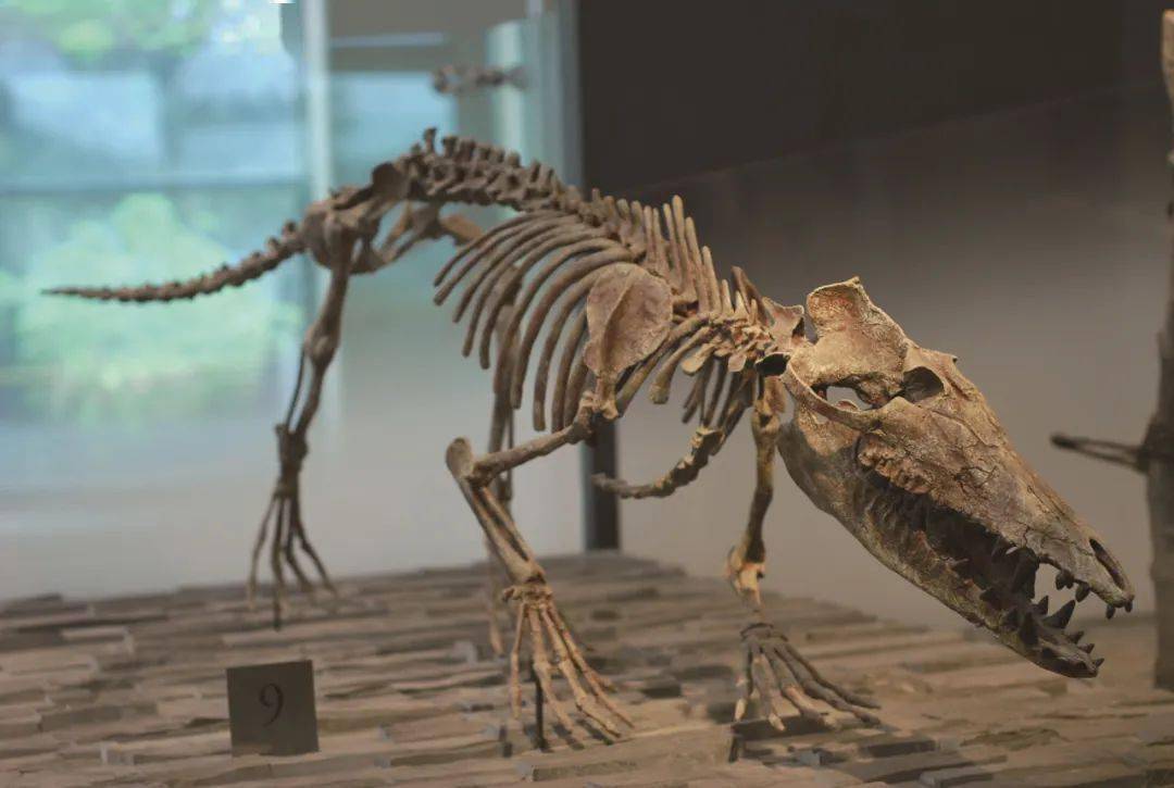 巴基斯坦古鲸( pakicetus ),也称巴基鲸.