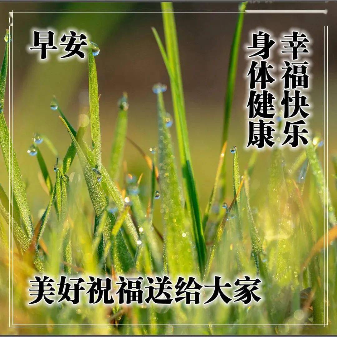 冬天清晨早安溫馨問候語早上好鮮花漂亮問候語圖片