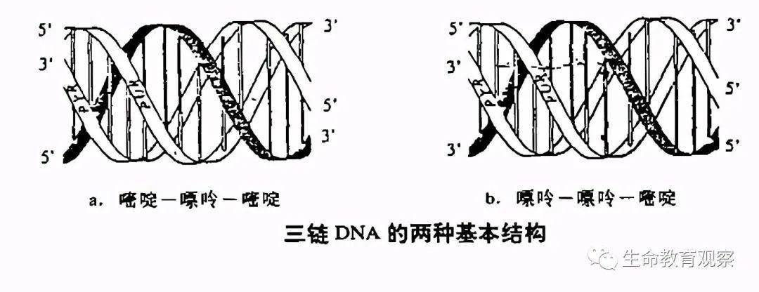 三链DNA图片