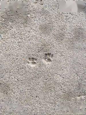 做了铲屎官就连看猫爪印都觉得这么可爱