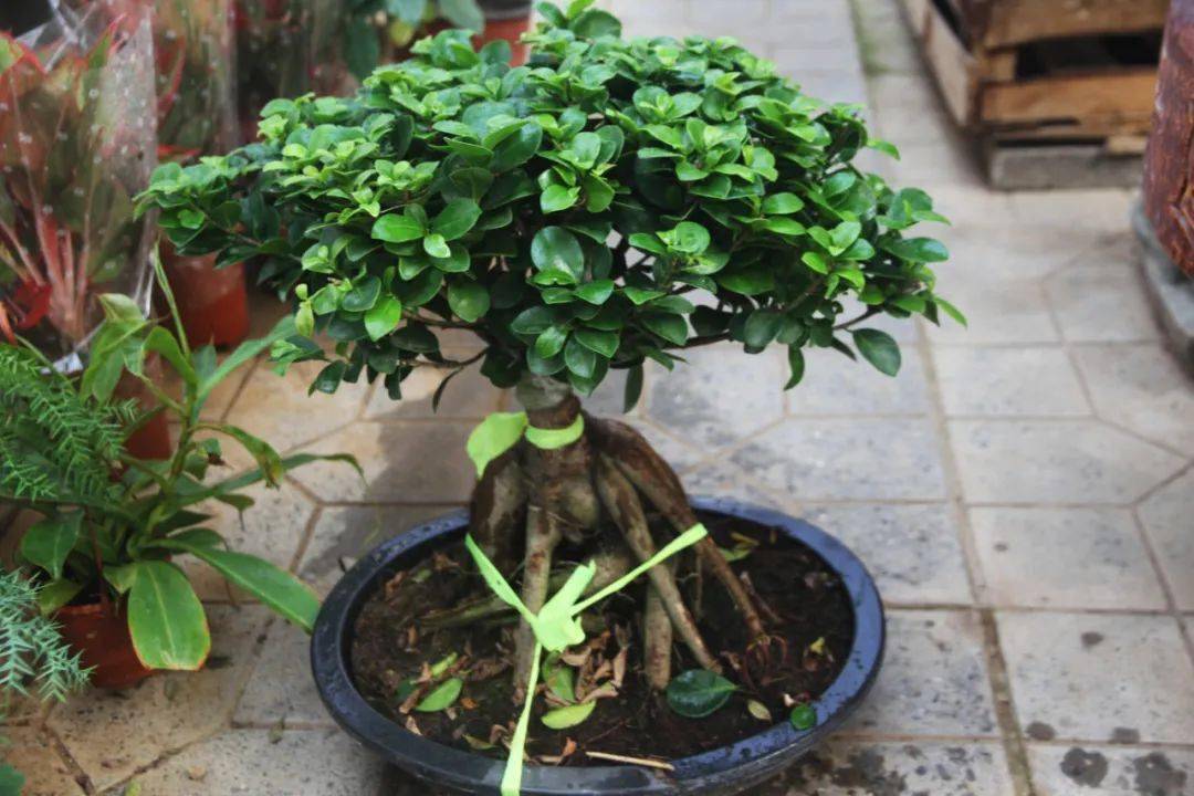 榕树盆景美要正确施肥你是否做对