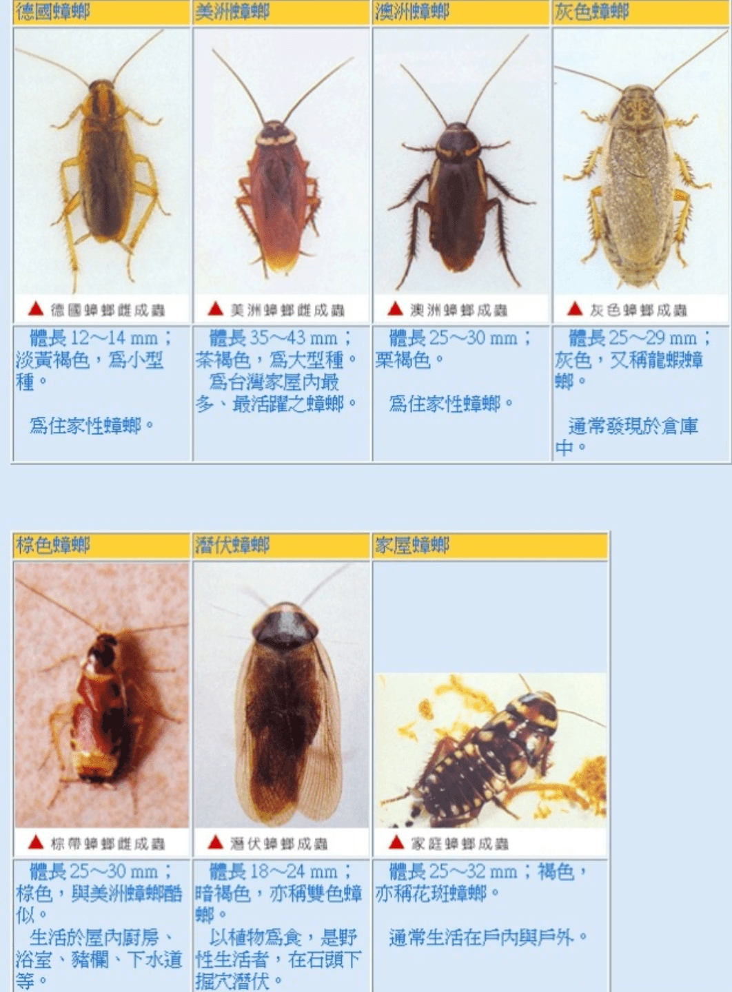 蟑螂种类图片大全图片