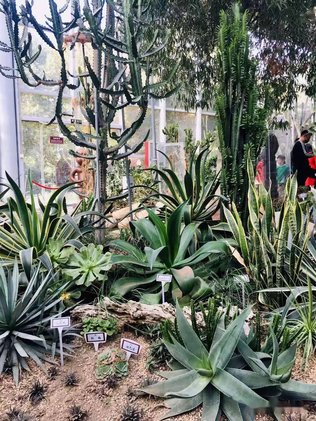 藏在热带植物展览温室的春夏,还有趣味儿童科普区!地铁可直达_植物园