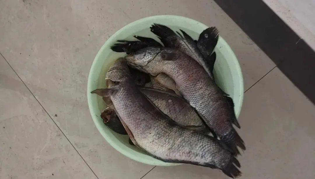 叶女士堆在门口的牛奶又被偷走了十一箱,放在后门的黑鱼也被偷得干