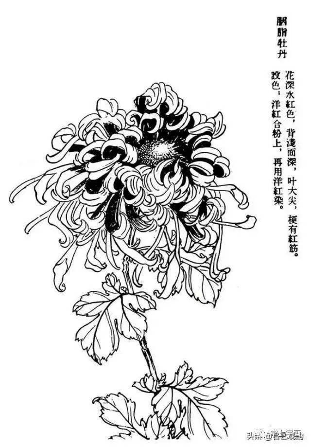 60种菊花工笔白描写生画法