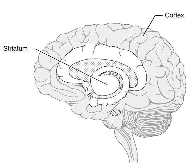 生态问题的再思考|为何人类的大脑引导我们摧毁地球?