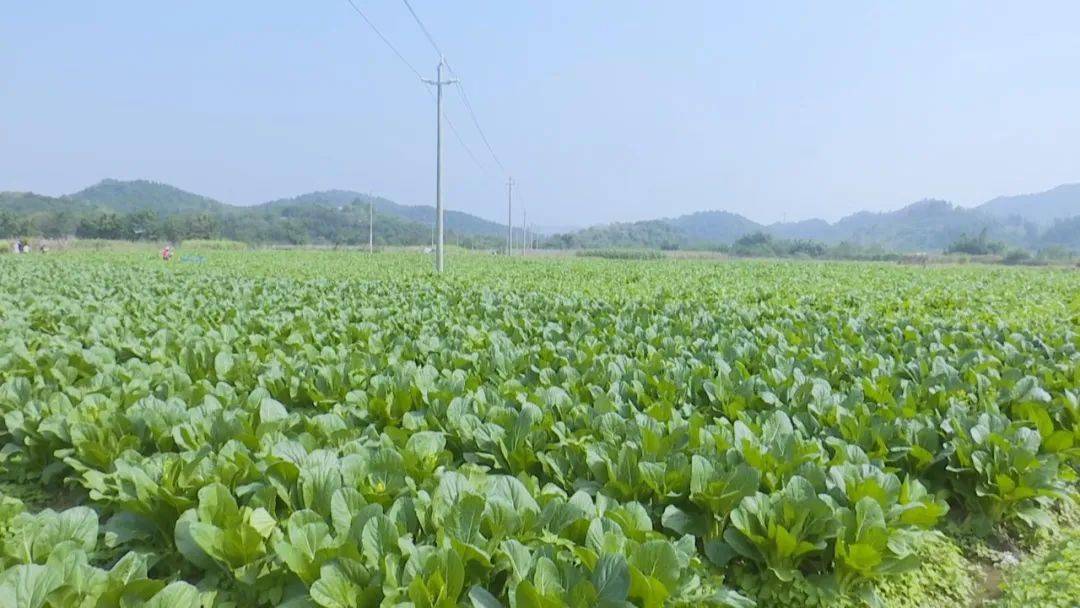 好消息:连州菜心清甜上市!