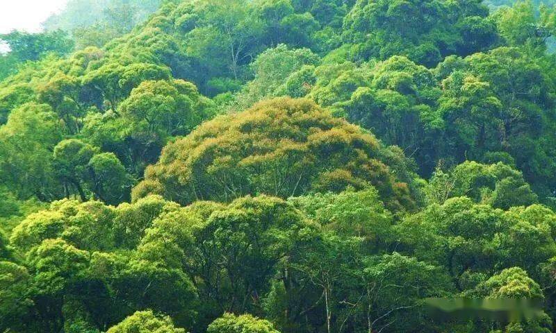 森林是如何保持水土和涵养水源