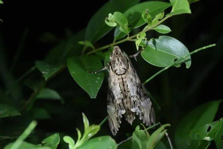 霜天蛾 by 桃子 一些白天看到的虫子