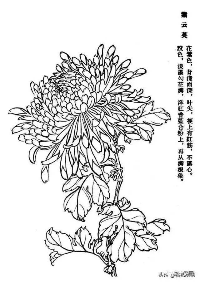 60种菊花工笔白描写生画法