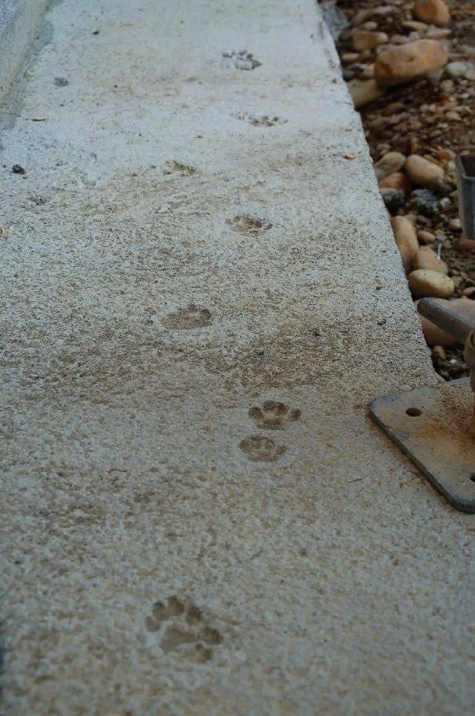 做了铲屎官就连看猫爪印都觉得这么可爱