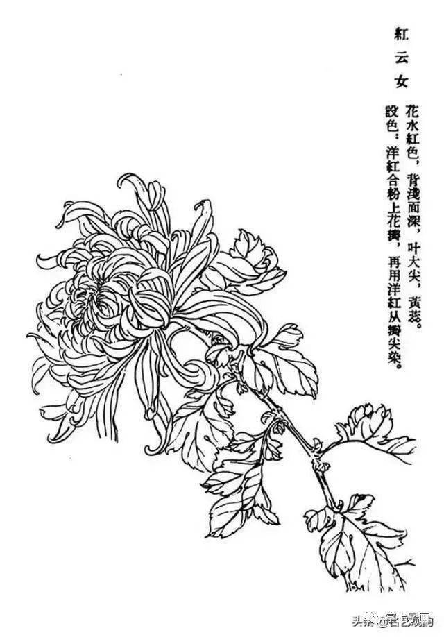60种菊花工笔白描写生画法
