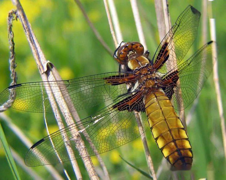 物种图册-基斑蜻