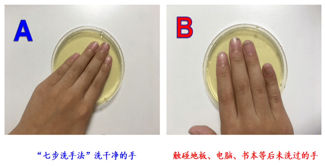 【作品交流】细菌宝宝成长记