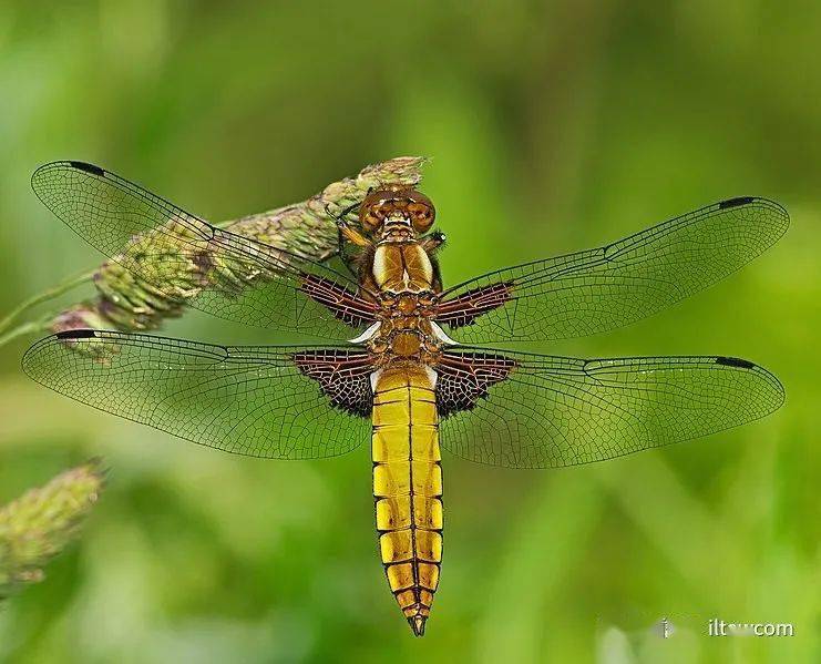 物种图册-基斑蜻